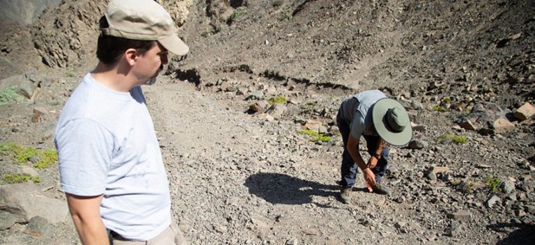 [#InfoCoWeb] Científicos UCN descubren dos nuevas especies de escorpión