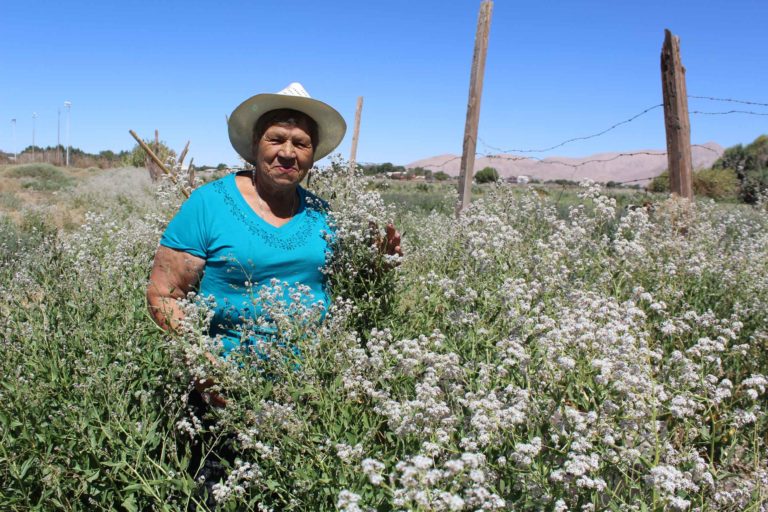 [#InfoCoWeb] Innovador proyecto convertirá la maleza de la mostaza negra en compost