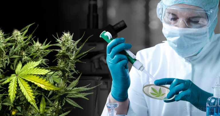 CANNABIS: USOS CIENTÍFICOS CONTRA EL COVID-19