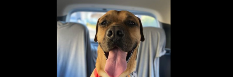 CONOCE A PETOS: EL PERRITO INFLUENCER DE ANTOFAGASTA