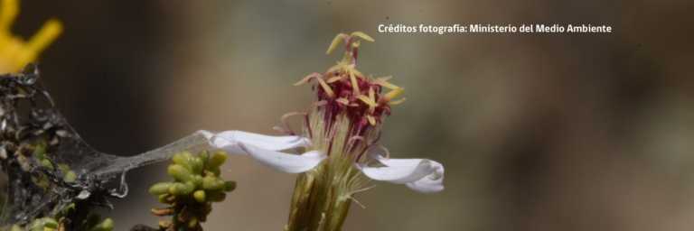 Diplostephium paposanum: La nueva especie de margarita encontrada en Antofagasta
