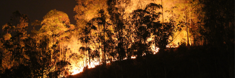 Te contamos cómo ayudar a las víctimas de incendios forestales del centro y sur de Chile