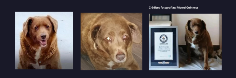 BOBI ES EL PERRO MÁS VIEJITO DEL MUNDO