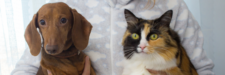 ¿Qué razas de perros se llevan mejor con los gatos?