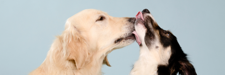Los nombres más populares de perros en todo el mundo