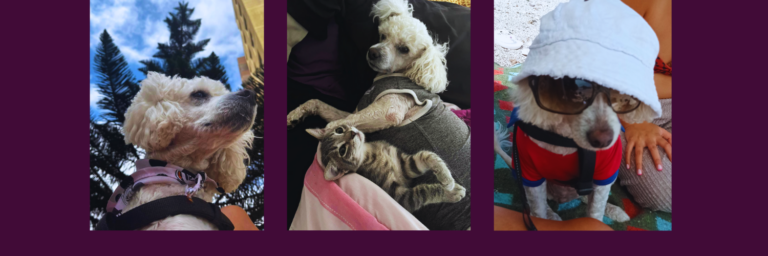 Te presentamos a Perrichi Becky, una canina antofagastina muy cariñosa y especial