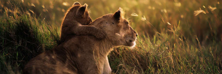 Las especies del reino animal donde mandan las hembras