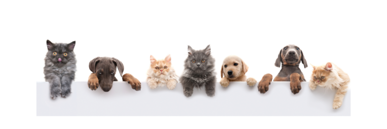 Beneficios de incluir una mascota como parte de la familia