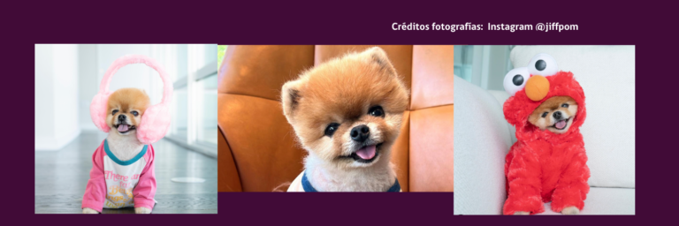 Jiffpom: El perrito más popular de las redes sociales