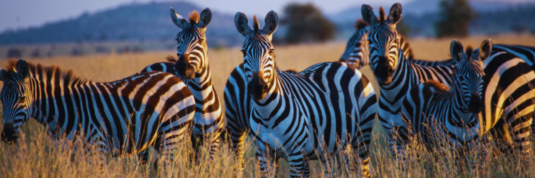 ¿Conoces bien a las cebras? Te compartimos algunas interesantes curiosidades de estos animales