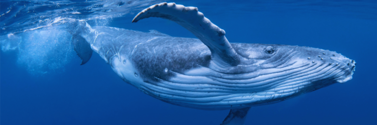 Características de la Ballena Azul, el animal más grande del mundo
