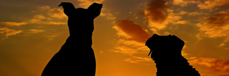 Los perros sienten rencor con quienes no tratan bien a sus dueños