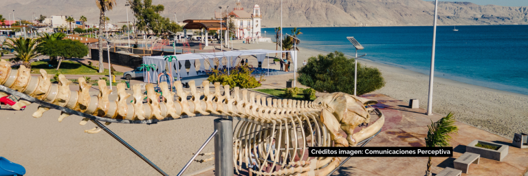 Exposición de ballena jorobada en Mejillones