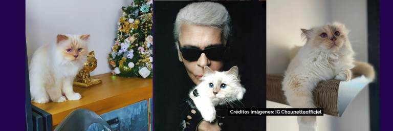¿Conoces a Choupette? La gata heredera de Karl Lagerfeld
