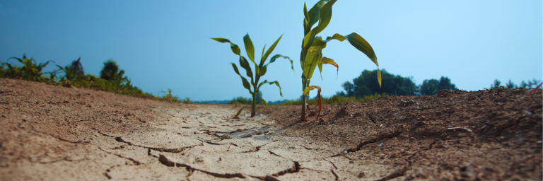 La lucha contra la desertificación y sequía