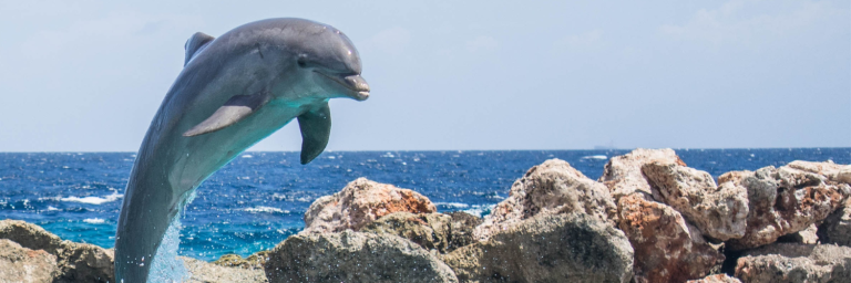 ¡No! Al cautiverio de los delfines