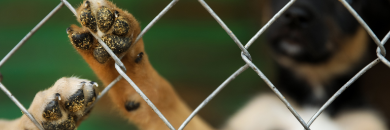 Antofagasta: Ayuda en la reubicación de perritos maltratados